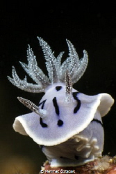 Chromodoris Willani Nudibranc / Anilao-Philippines 
Dece... by Mehmet Öztabak 